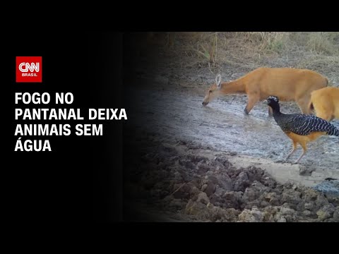 Fogo no Pantanal deixa animais sem água | AGORA CNN